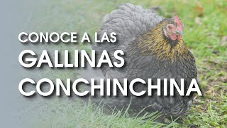 Gallina Cochinchina🐔  Todo lo que debes saber [upl. by See36]