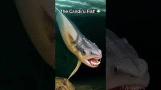 The Candiru Fish [upl. by Illom844]