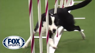 Watch Border Collie Tex Win 2015 Masters Agility Championship  FOX SPORTS [upl. by Roter]