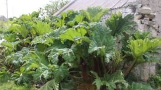 Wild Rhubarb Invading Gweedore [upl. by Boys]