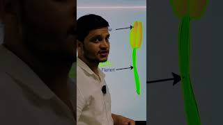 Reproduction In Flowering Plants  Reproduction  Stamen  Androeciumreproduction neetbiology nta [upl. by Hachmann106]