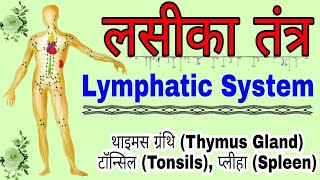 लसीका तंत्र  Lymphatic System  लसीका तंत्र की संरचना  Structure of Lymphatic System in hindi [upl. by Alilahk617]