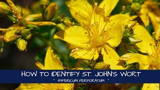 How to Identify St Johns Wort Hypericum perforatum [upl. by Byers]