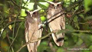 Crested Owl Call [upl. by Anaj]