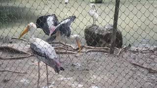 Kolkata Zoo in Alipore [upl. by Luckin]