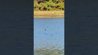 Bufflehead small compact ducks with large rounded heads and short wide bills Swims underwater [upl. by Esmeralda449]