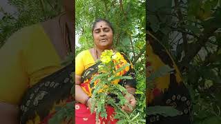 சர்க்கரை நோயயை குணப்படுத்தும் ஆவாரம் பூ  Avaram Poo Tea Benefits  Amma Tips Shorts [upl. by Junna]