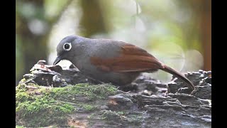 Sunda Laughingthrush 灰褐噪鶥 [upl. by Leahci587]