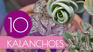 IDENTIFICANDO 10 KALANCHOES  NOMBRES Y CUIDADOS [upl. by Yecal851]