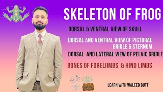 Skeleton Of Frog  Fsc Biology practical [upl. by Ogdan]