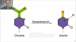 Mecanismos reparadores del ADN V69 [upl. by Hsekin]