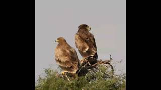 Imperial and Steppe Eagles [upl. by Ellon]