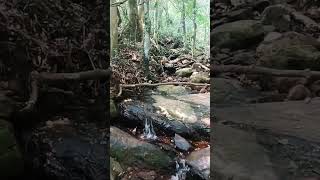 Waterfalls  Bangalore City  forest touristplace viralshort nature [upl. by Nannette]