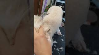 Dog Ear cleaning really bad ears [upl. by Ttocs289]