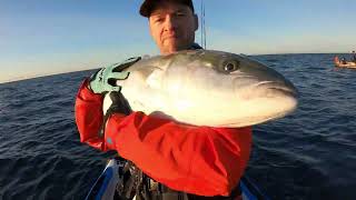 Jigging for NZ yellowtail kingfish with Oceans Legacy Vengeance Rod [upl. by Eirok]