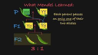 Mendels P F1 and F2 Generations Explained [upl. by Gillespie]