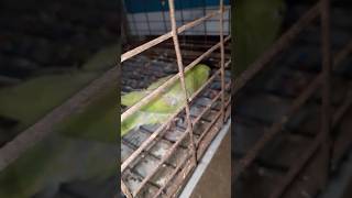 perrot cutebird birds porrot cuteparrot funny parrot cute parrrot [upl. by Gamal369]