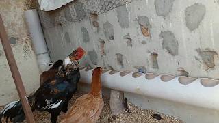 Zero Waste Chicken Feeder  Tea of Love for Chickens ParadiseOfFancyPoultry [upl. by Heilman]