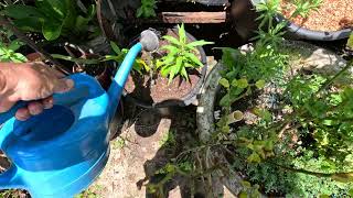 Nectarine from seed in zone 13 transplant quotwatering inquot stage [upl. by Sayed]