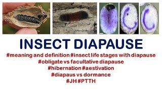 Insect Diapause insectphysiology insects entomology bscag [upl. by Uhp184]