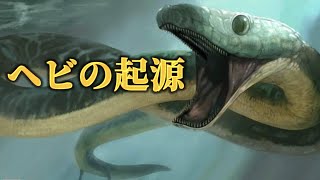 ヘビの足はなぜ消えたのか？｜コブラが毒を吐くようになった本当の理由とは？ [upl. by Hermann]