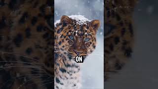 Discover the Majestic Amur Leopard 🐆  Endangered Big Cats [upl. by Aihsi]