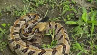 Timber Rattlesnake HD [upl. by Nneb]