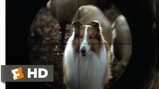 Lassie 89 Movie CLIP  They Are Not Your Sheep 1994 HD [upl. by Willcox667]