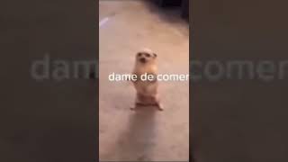 Yo Tengo un perrito que dice dame de comer￼ [upl. by Airakaz]