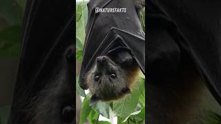 Guardians of the Night  The Epic Struggle to Save the Guam Flying Fox [upl. by Past771]