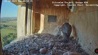 One more breakfast feeding for babies  FalconCam Project  Oct 24 2024 [upl. by Gnav]