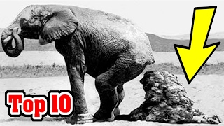 Top 10 STRANGEST Ways PEOPLE HAVE DIED [upl. by Shawna970]