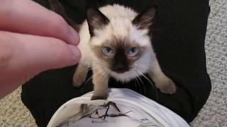 Siamese Kitten LOUDEST Purring [upl. by Halona]