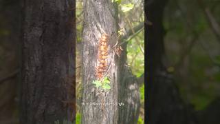 செய்யான் பூரான் பார்த்திருக்கீங்களா  Centipede  Scolopendra hardwickei  Chilopoda [upl. by Retnuh704]