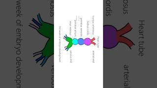 Interatrial septum development ASD [upl. by Melc173]