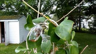 Plant Maintenance Day Hoya kerrii [upl. by Llehcal49]