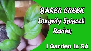 Longevity Spinach Gynura procumbens Review on Bakercreek plant [upl. by Laforge]