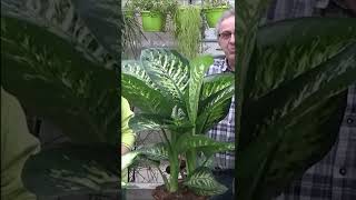 Conseils jardinage Dieffenbachia Comment faire lEntretien et larrosage Plante verte dintérieur [upl. by Mittel]