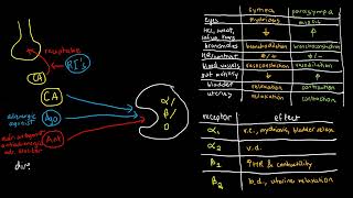 PHARMACOLOGY 27b  Mechanisms of Adrenergic Drugs [upl. by Bartley618]