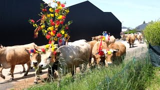 BOZOULS Aveyron  Transhumance 2024 avec le troupeau de Christian PUECH [upl. by Bruis900]