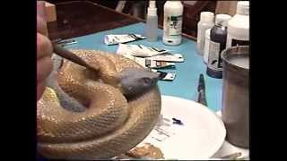 Carving a Snake From Wood quotCoiled Timber Rattlerquot Part 3 of 4 [upl. by Halak]