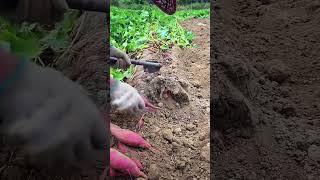 Farmers harvest sweet potatoes in autumn a type of sweet potato with red skin and sweet taste [upl. by Indyc369]