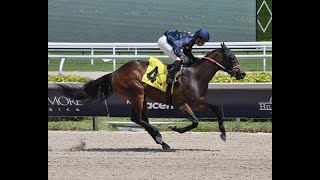 Gulfstream Park Resumen 15 de Marzo 2024 [upl. by Ailisab]