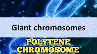 Polytene chromosome  Polytene chromosome in hindi  types of chromosomes  lampbrush chromosomes [upl. by Warthman694]