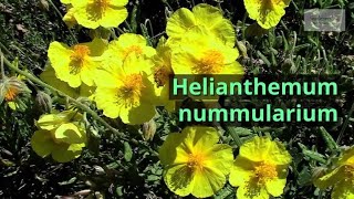 Helianthemum nummularium Growing Guide Common Rock Rose by GardenersHQ [upl. by Odell]