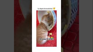 Quem aguenta isso 😂 animal br brasil shortsvideo cachorro gato humorbrasil animalshorts [upl. by Novonod222]