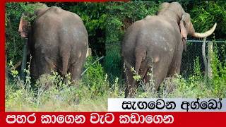 Agbo hides by breaking through the fence after being hit by the catapult Elephant soul Tusker Agbo [upl. by Gujral367]