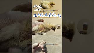 Intramuscular Injection Administration in Poultry Birds  Dr ARSHAD [upl. by Lateh]