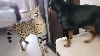 Serval and pincher sort things outServal meows [upl. by Thornburg]