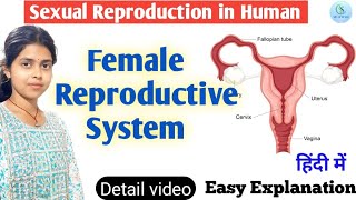 Female Reproductive System  Human Reproduction class 710  Female Sex Organ biology yt study [upl. by Shear]